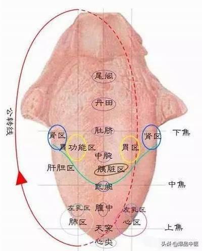 面诊+舌诊，中医养生必须会的望诊！好实用，快收藏