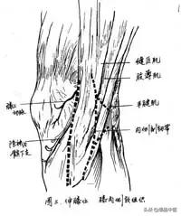 膝关节怎样触诊？