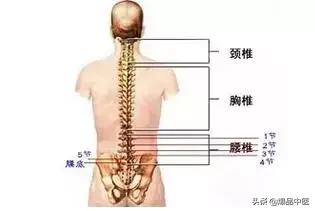 「珍藏」人体疾病与脊柱错位关系一览表