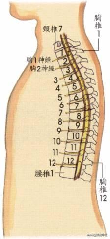 「珍藏」人体疾病与脊柱错位关系一览表