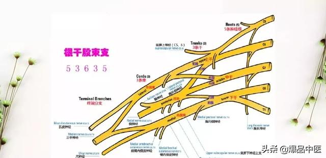 干货 | 手麻的辨构诊断