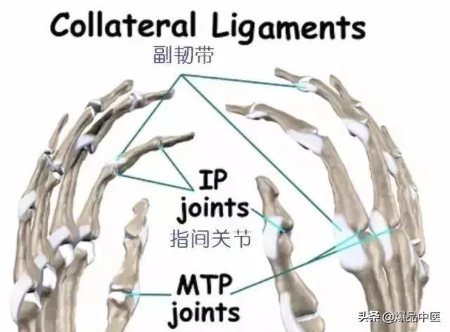 图文并茂 | 详细的手部解剖