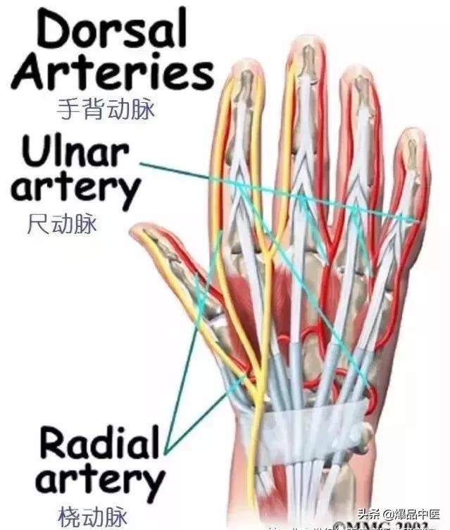 图文并茂 | 详细的手部解剖