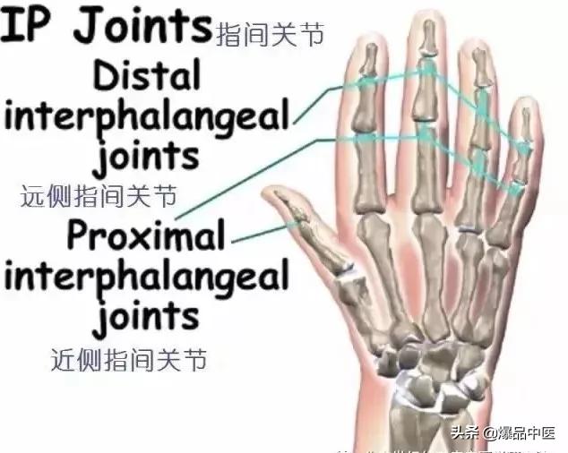 图文并茂 | 详细的手部解剖