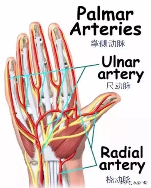 图文并茂 | 详细的手部解剖