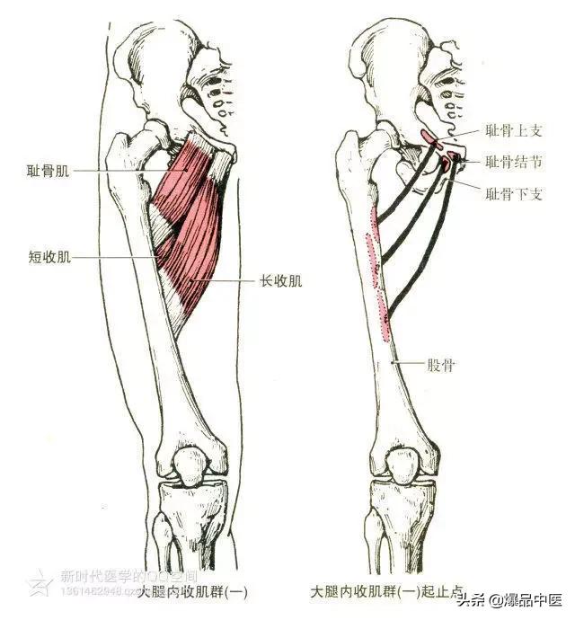 最全人体肌肉解剖套图
