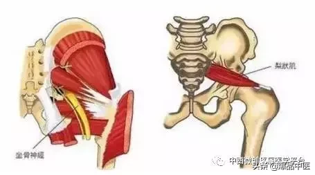 肌肉功能解剖-初学者必备