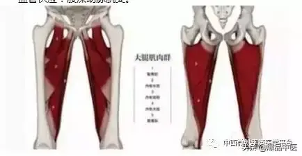 肌肉功能解剖-初学者必备