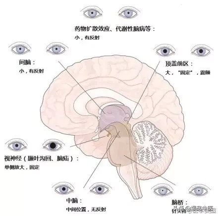 神经系统一天搞定，打破死板记忆方法
