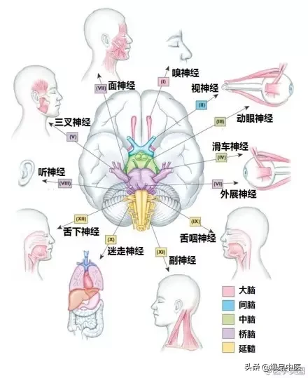 神经系统一天搞定，打破死板记忆方法