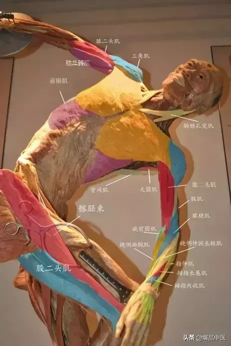 人体解剖图示-经典精品医生必备