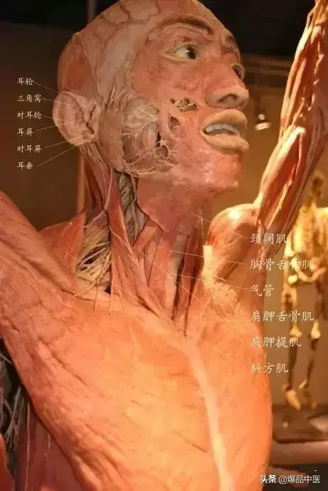 人体解剖图示-经典精品医生必备