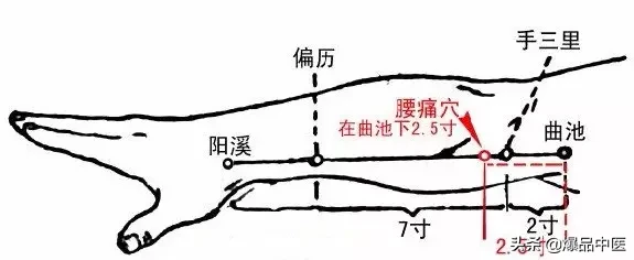 腰痛，按按这里，有奇效