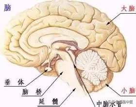 全息望诊大全