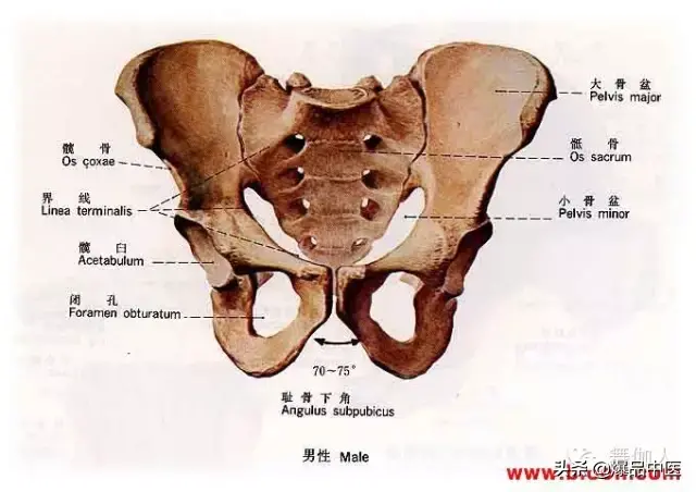 为什么会有高低肩!长短腿?