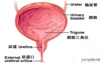 全息望诊大全