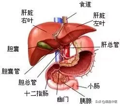 全息望诊大全