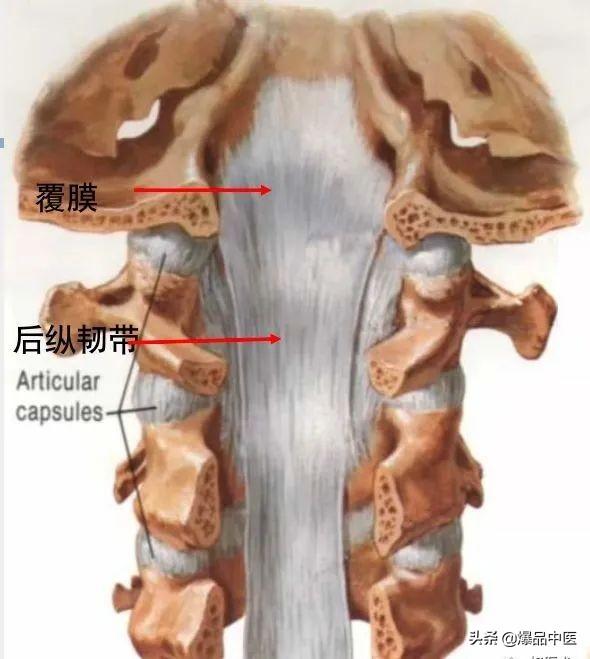 收藏了：脊柱超详细解剖，高清图文版
