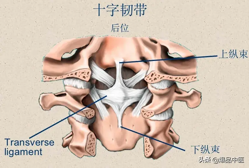 收藏了：脊柱超详细解剖，高清图文版