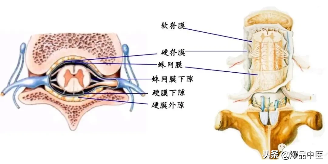 收藏了：脊柱超详细解剖，高清图文版