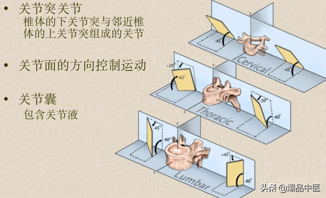 收藏了：脊柱超详细解剖，高清图文版