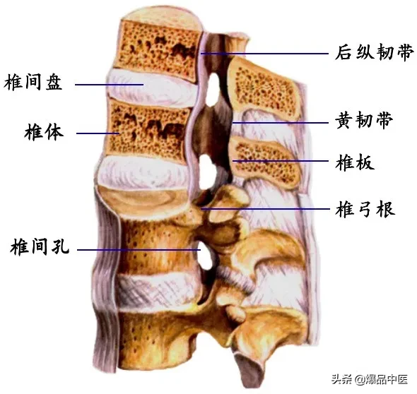 收藏了：脊柱超详细解剖，高清图文版