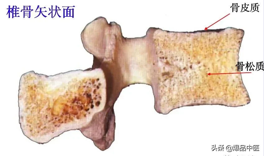 收藏了：脊柱超详细解剖，高清图文版