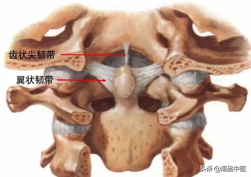 收藏了：脊柱超详细解剖，高清图文版