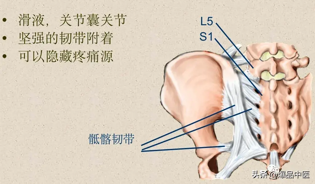 收藏了：脊柱超详细解剖，高清图文版
