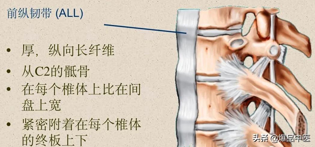 收藏了：脊柱超详细解剖，高清图文版