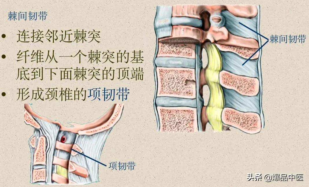 收藏了：脊柱超详细解剖，高清图文版