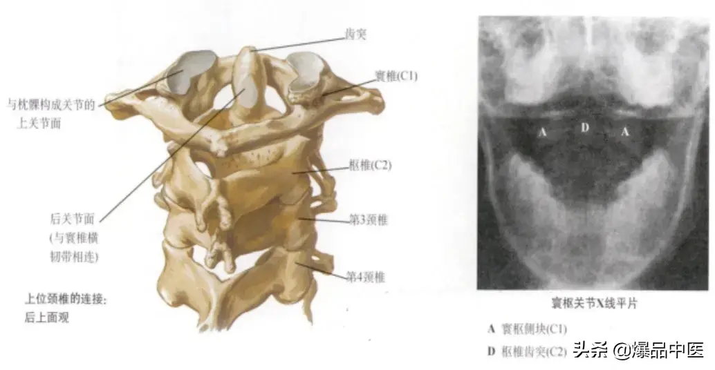 收藏了：脊柱超详细解剖，高清图文版