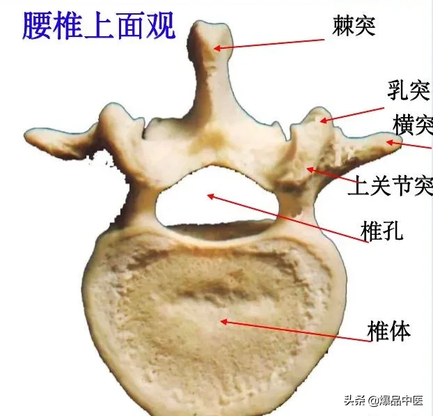 收藏了：脊柱超详细解剖，高清图文版