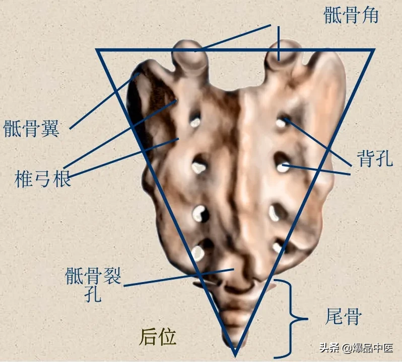 收藏了：脊柱超详细解剖，高清图文版