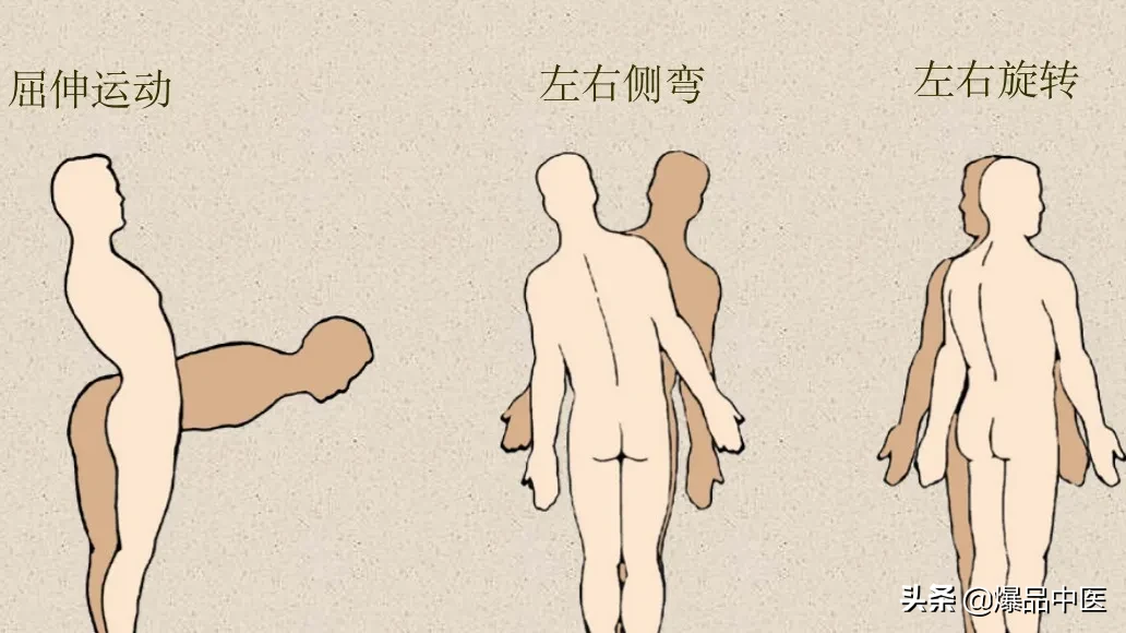 收藏了：脊柱超详细解剖，高清图文版