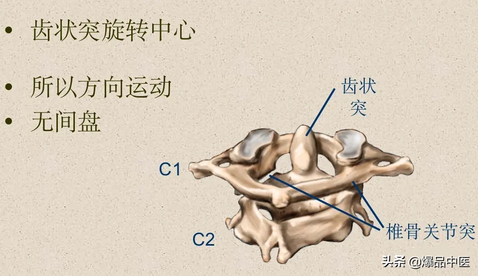 收藏了：脊柱超详细解剖，高清图文版