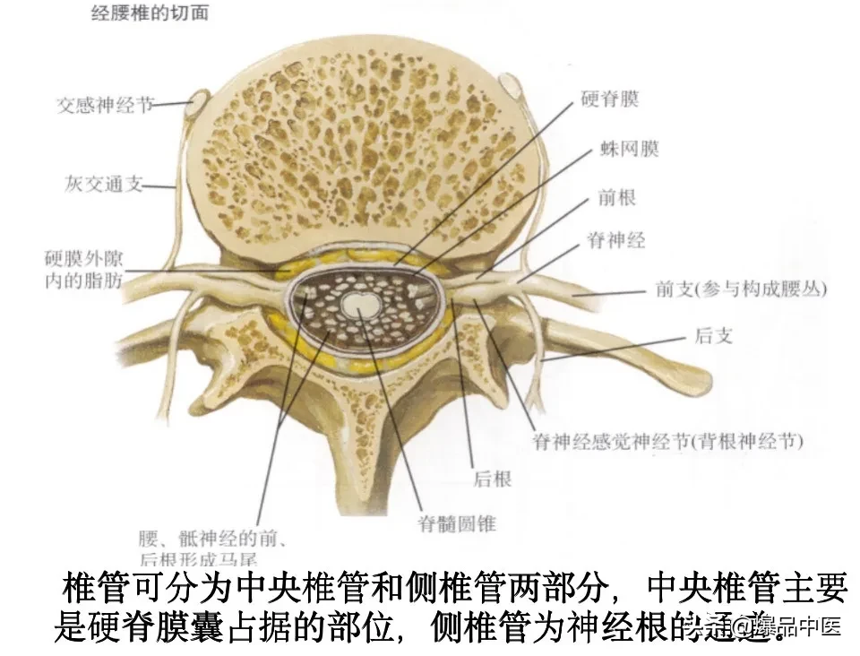收藏了：脊柱超详细解剖，高清图文版