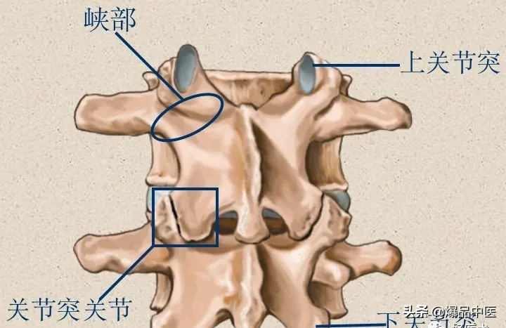 收藏了：脊柱超详细解剖，高清图文版