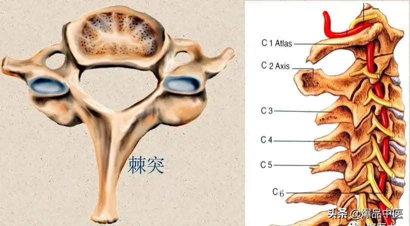 收藏了：脊柱超详细解剖，高清图文版