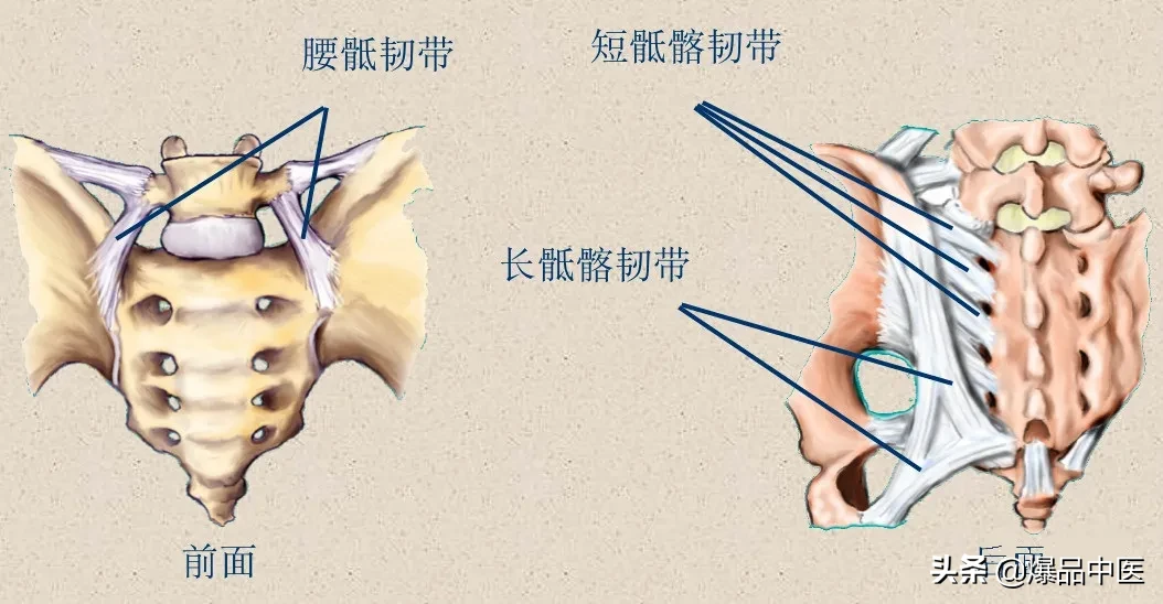 收藏了：脊柱超详细解剖，高清图文版