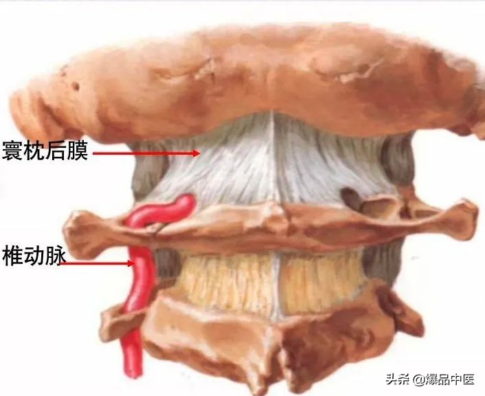 收藏了：脊柱超详细解剖，高清图文版