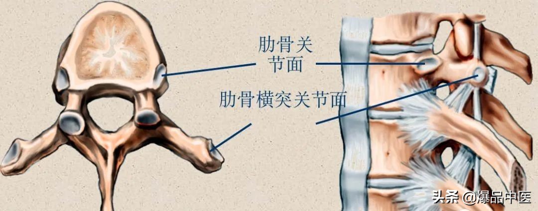 收藏了：脊柱超详细解剖，高清图文版
