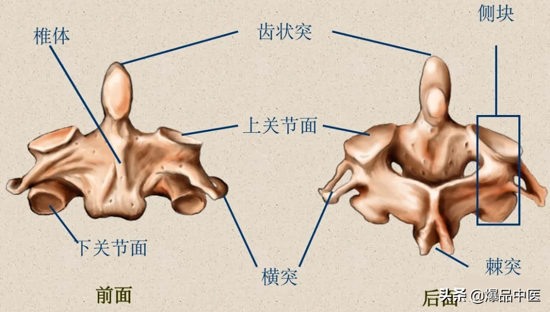 收藏了：脊柱超详细解剖，高清图文版