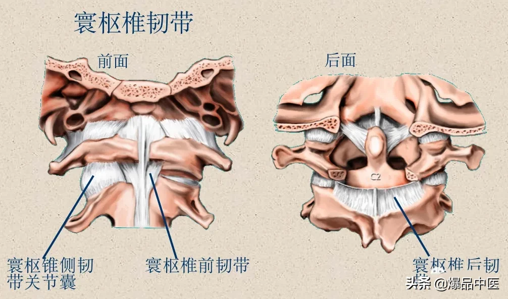 收藏了：脊柱超详细解剖，高清图文版