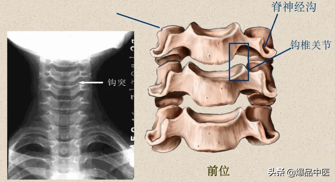 收藏了：脊柱超详细解剖，高清图文版