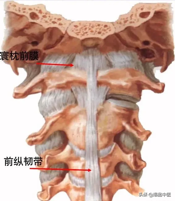 收藏了：脊柱超详细解剖，高清图文版