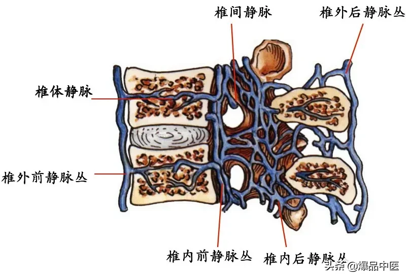 收藏了：脊柱超详细解剖，高清图文版