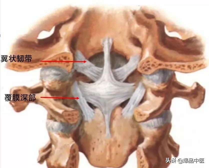 收藏了：脊柱超详细解剖，高清图文版