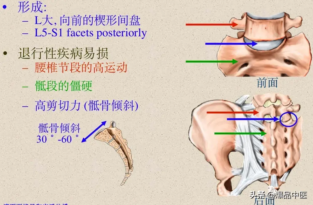 收藏了：脊柱超详细解剖，高清图文版