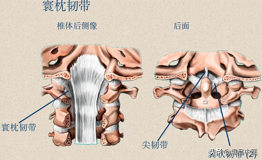 收藏了：脊柱超详细解剖，高清图文版